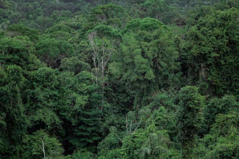 header rainforest aerial jpeg