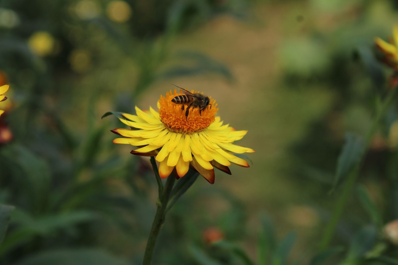 Honigbiene bestäubt eine gelbe Blüte aus nächster Nähe als Symbol für die wirtschaftliche Bedeutung von Ökosystemleistungen