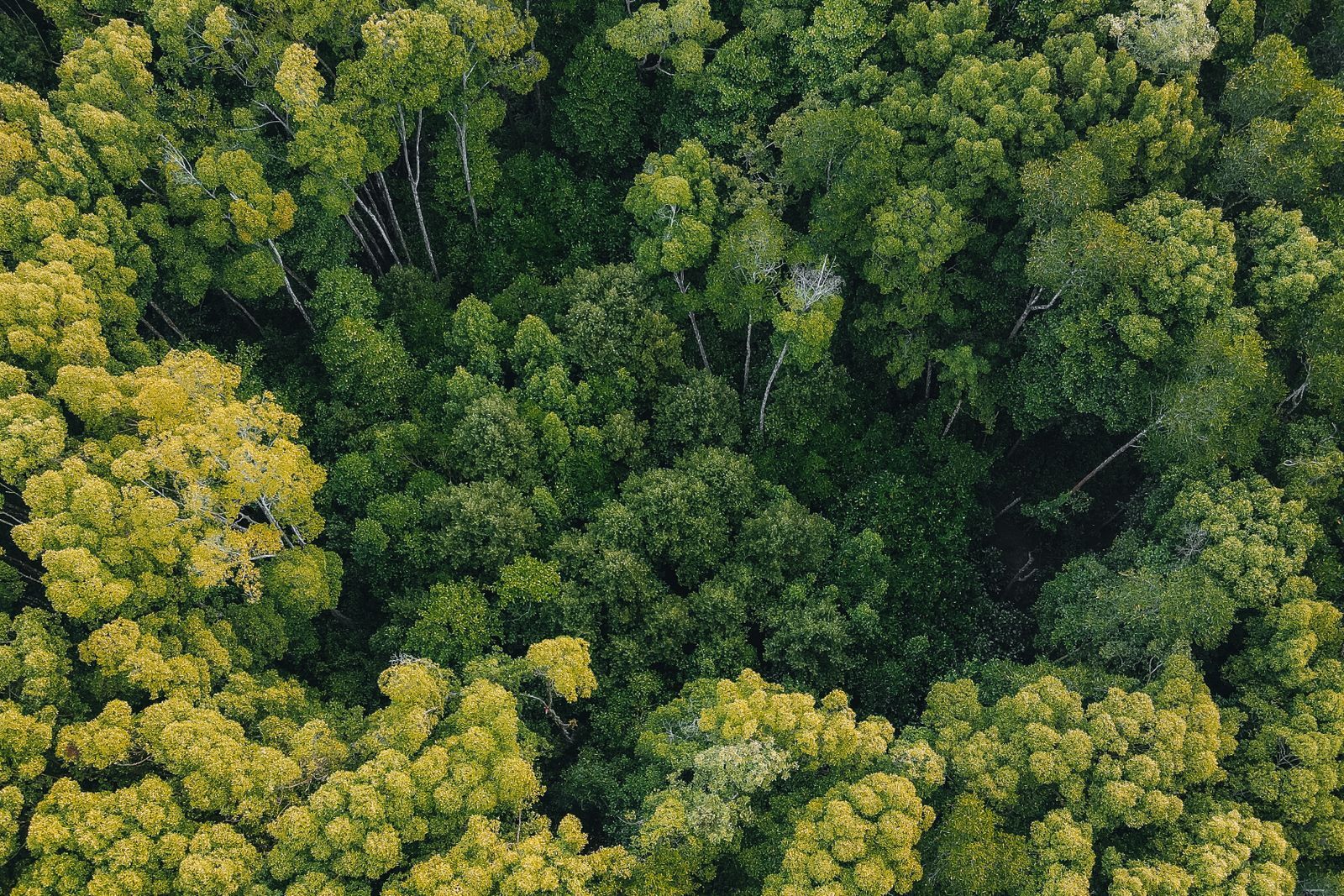 Luftaufnahme eines dichten, grün-gelben Waldkronendachs als Sinnbild für Naturkapital als Anlageklasse