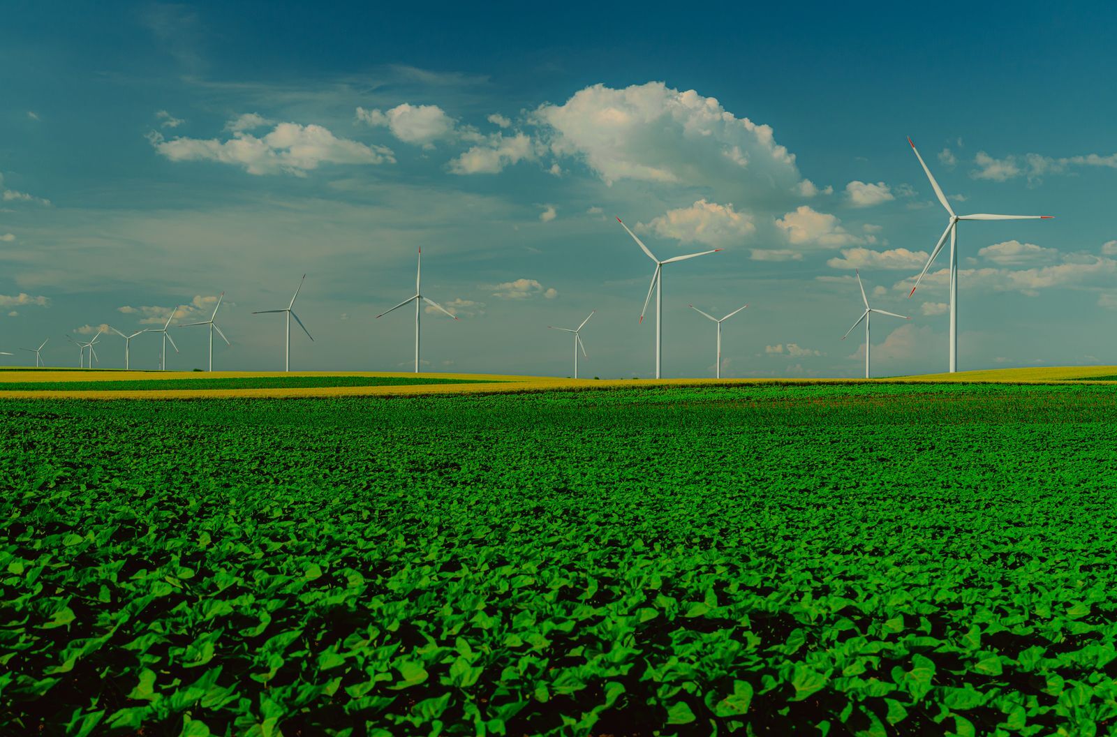 Windkraftanlagen über einem grünen Feld unter blauem Himmel als Symbol für die wachsende Bedeutung erneuerbarer Energien